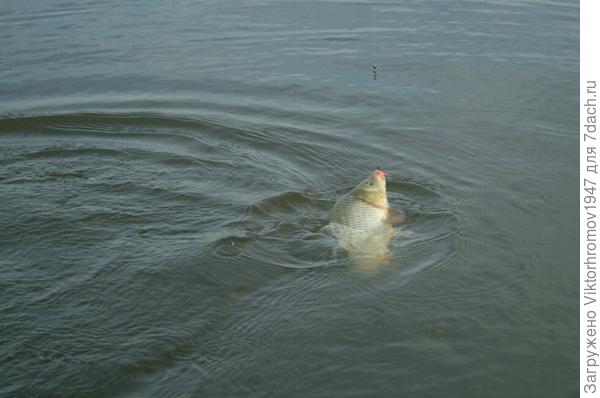 Ещё не в бочке...