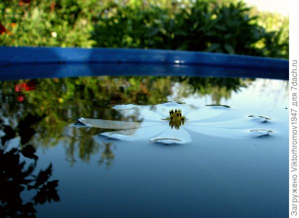 Космея в воде.