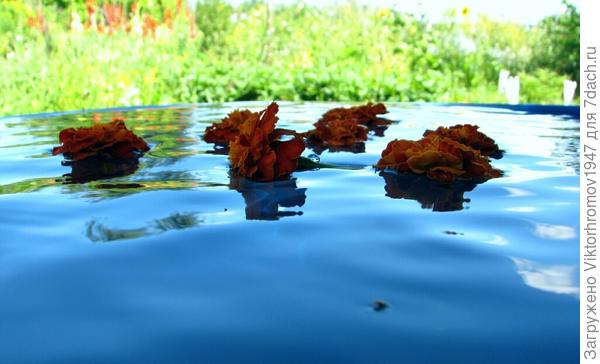 Бархатцы &quot;Синхронисты&quot;