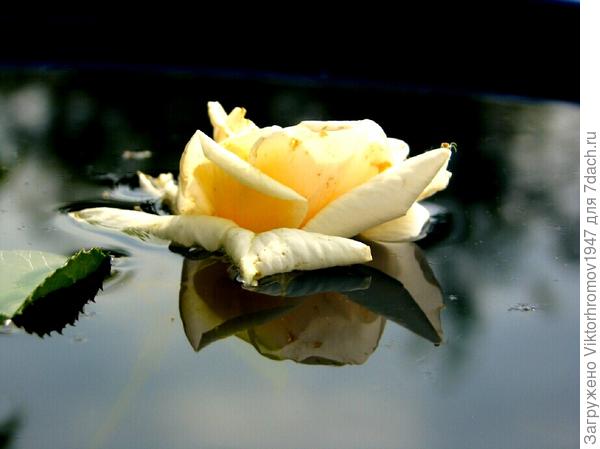 Тёплый вечер на даче...