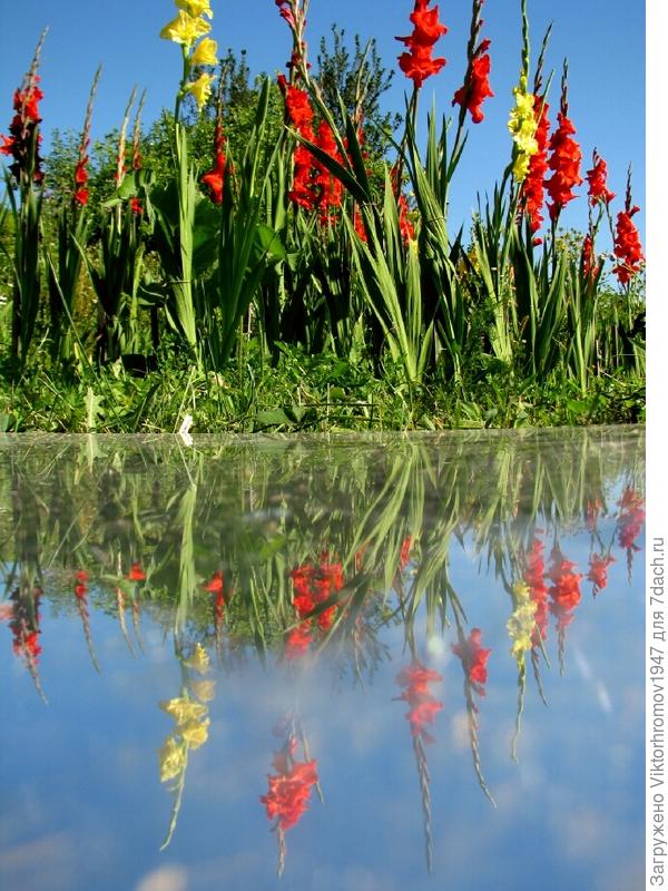 Лето! Июль! Жара! Гладиолусы!