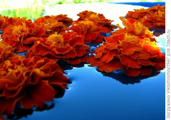 Бархатцы и голубое небо...