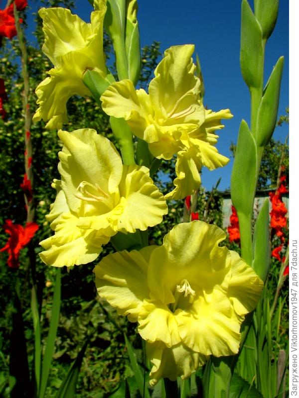 Цветочек на счастье!