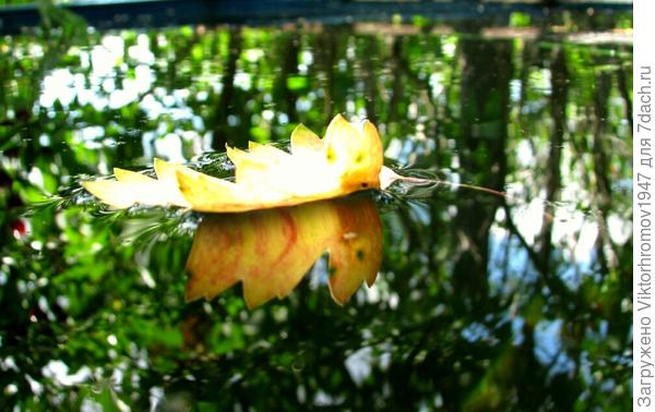 неужели СКОРО  ОСЕНЬ...