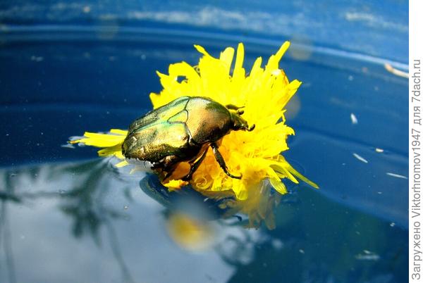 соломинка...держи!