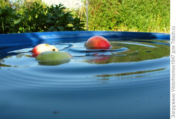 Яблочки купаются...