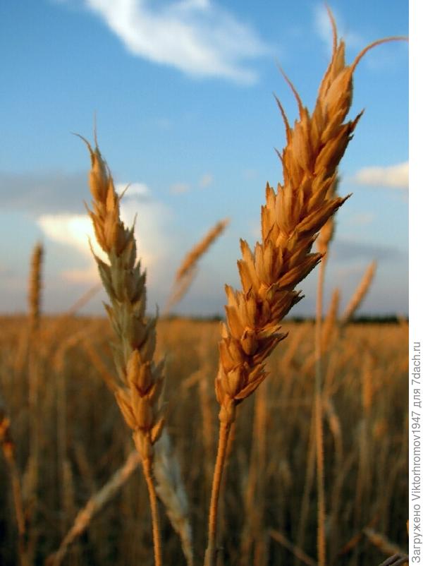 ЛУЧШИЕ ЦВЕТЫ ОРЕНБУРГСКОГО КРАЯ ВАМ!!!