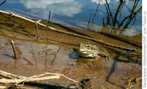 Не Иван Царевич...