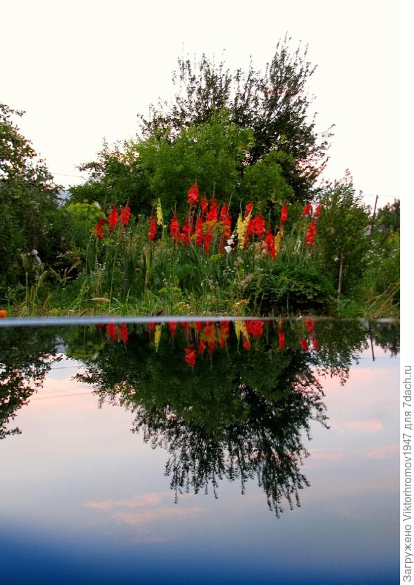 Ранние гладиолусы