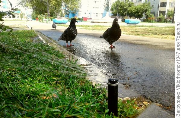 Душ примем...ЖАРА