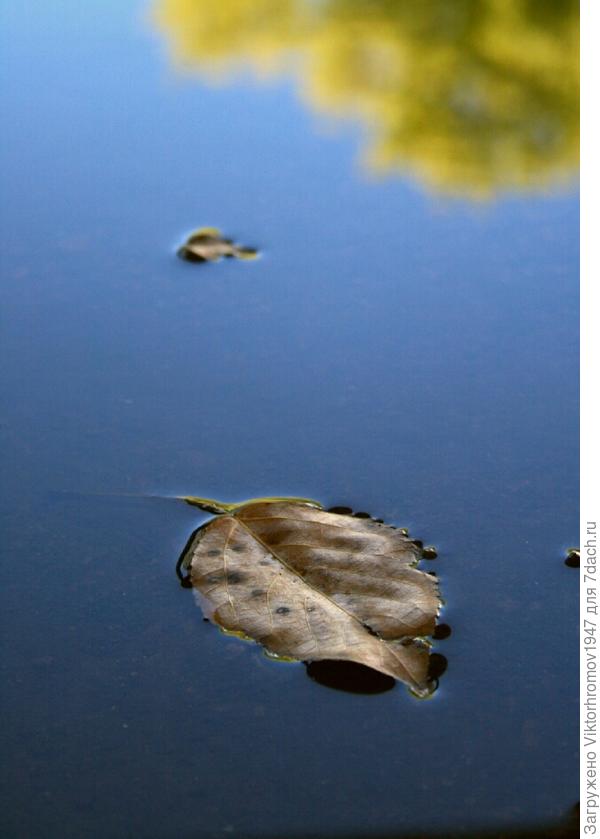 Осень подплывает...