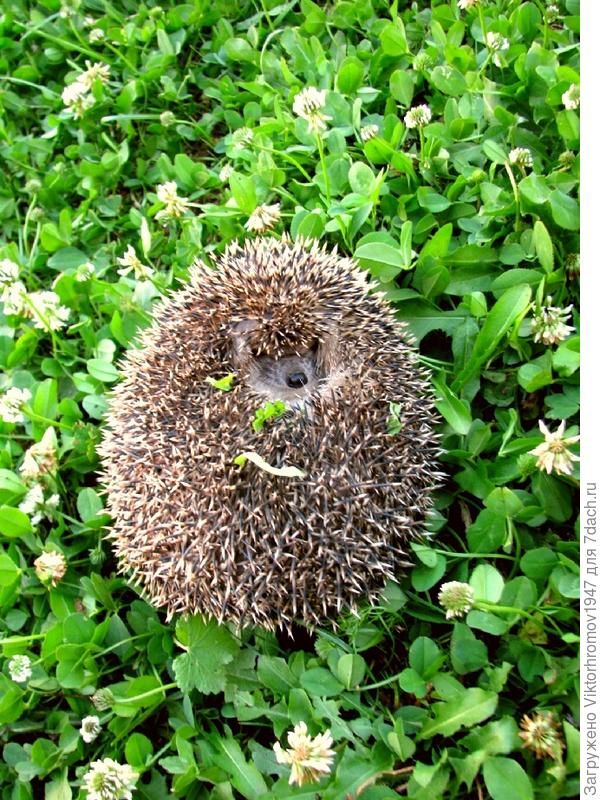 Первое знакомство...