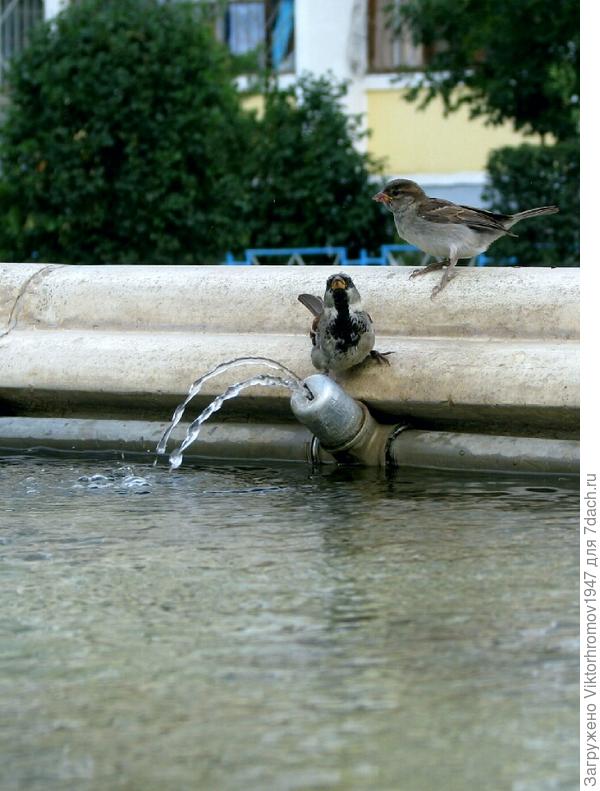 Спасительный фонтанчик.