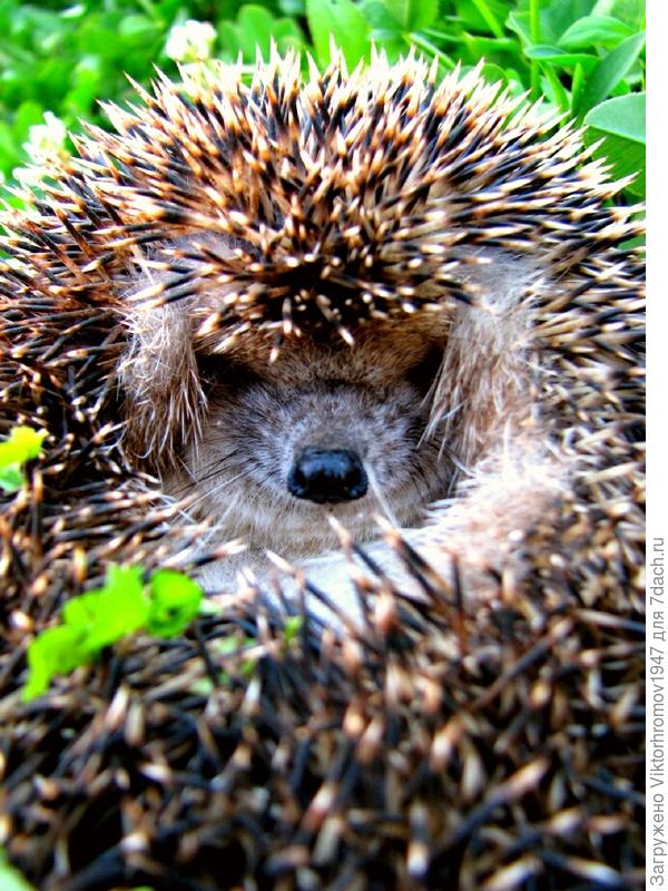 Любопытство побеждает...