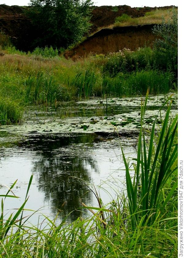 Август. Всё заросло травой.