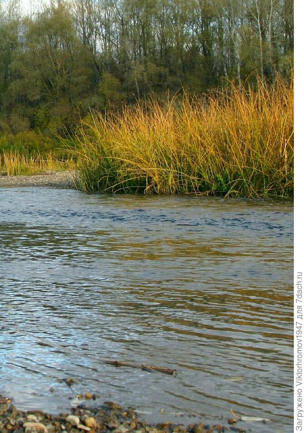 Можно наловить белой рыбки.