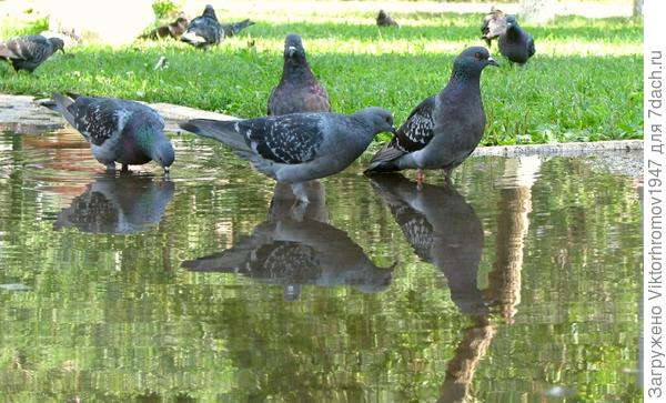 А Голубям раздолье...