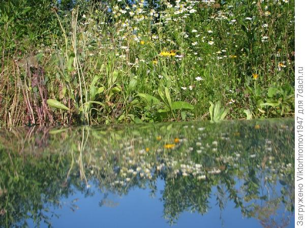 Полевые ромашечки...