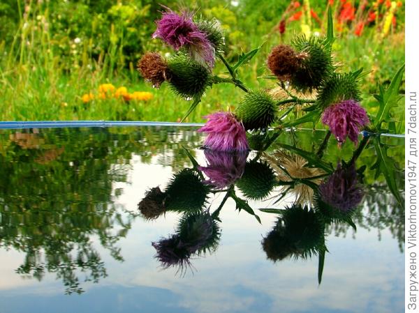 Чертополох