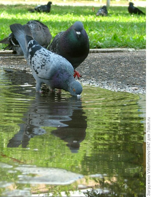 ГОЛУБИ  МИРА!