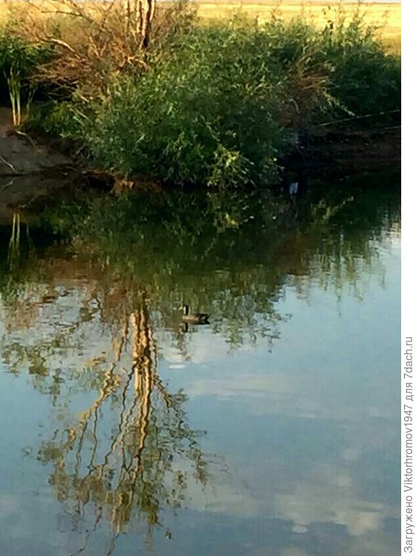 Уточка на пруду.