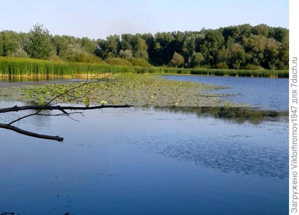 Здесь водится крупная плотва.