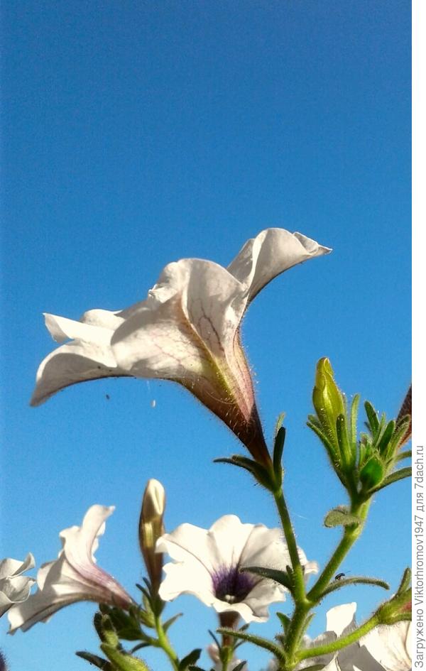 Ганна! Из глубины России с солнечного Оренбуржья, прими поздравления с Днём Рождения! Счастья, Здоровья, Удачи!!!