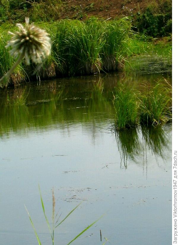 Здесь ловим раков.