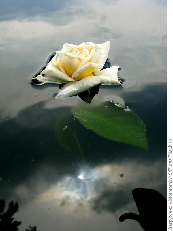 Летняя ночь...