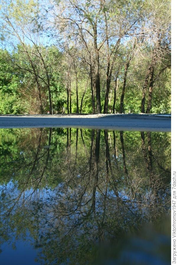 Лесополоса вдоль дороги.