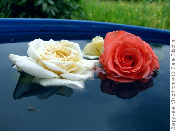 ЦВЕТЫ и ЦВЕТА!