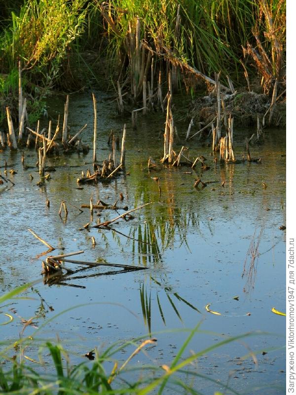 ЖИЛИЩЕ БОБРА