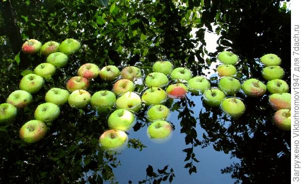 К праздничку созрели...