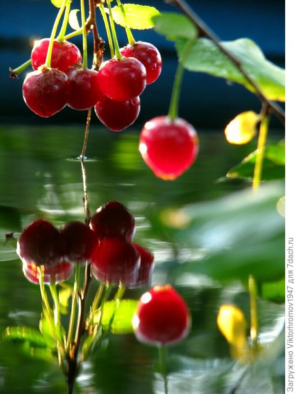 ВИШНЯ ЗРЕЕТ...