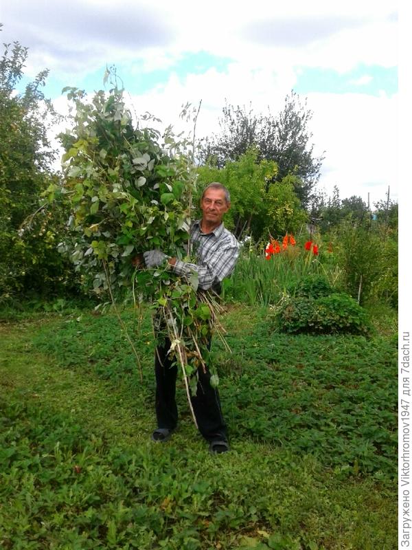Нарезал первый &amp;quot;Осенний&amp;quot; букет... Пришла пора Малину вырезать. Попил кофе и засобирался домой. Нужно написать и похвалиться, что получил приз! Отправить фотки и ещё много хороших дел. Люблю Воскресенье!!!