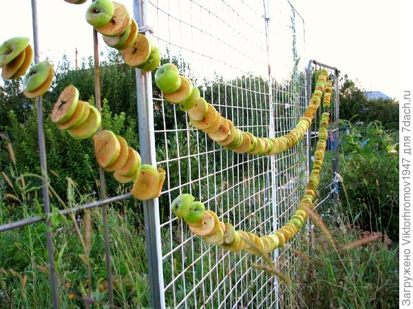 Проверил как сушатся яблочки...