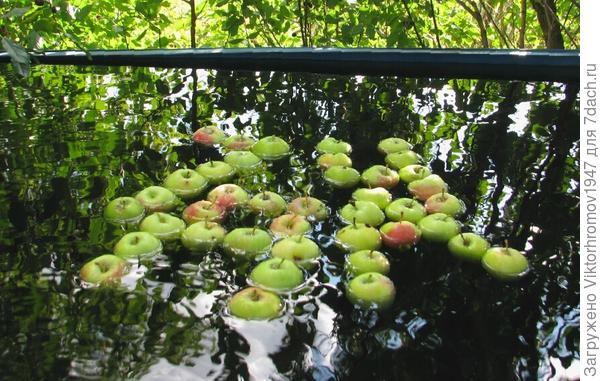 Попытался для фотомарафона уложить "капризные" яблоки фотогиенично,но...