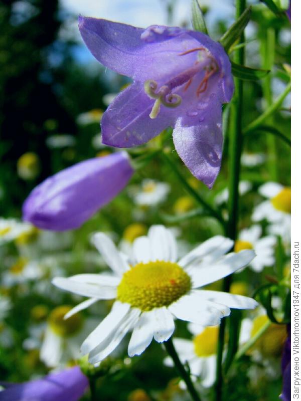 Они тоже любят рассвет.