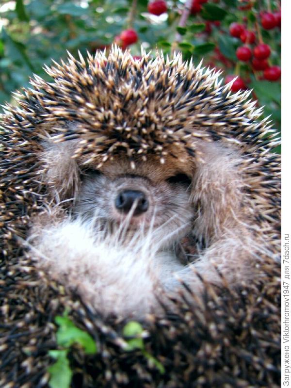 ФЫР -ФЫР это он с Вами!