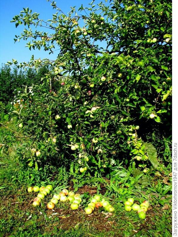 Хорошего,вкусного и богатого Урожая!!!