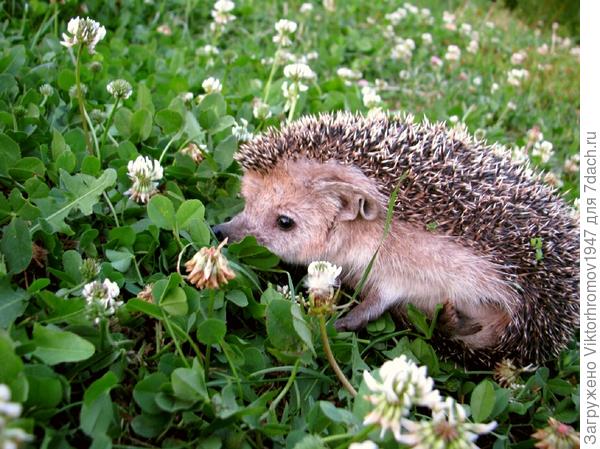 Угостил молочком. Оба довольны!