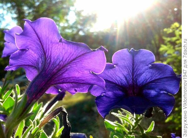 Утренними цветочками...