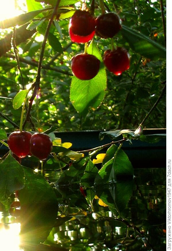 Поймал в ёмкости.