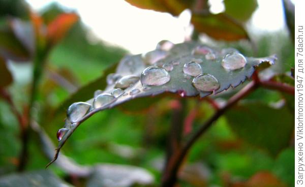 Сказочая семейка...