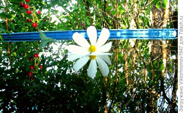 Отражение бывает &quot;цветущим&quot;...