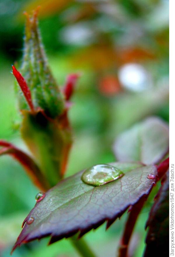 О чём то шепчутся...