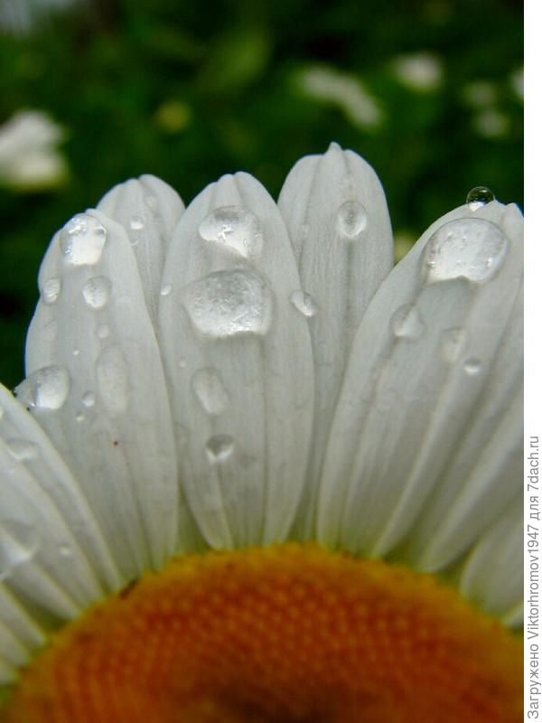 Нежный лепесток ромашки