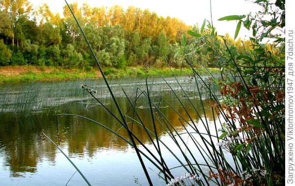 А закат уже деревья золотит!