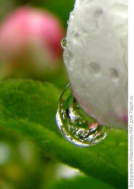 Любопытная капелька...