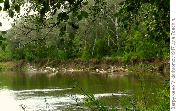 Сом любит здесь охотится.